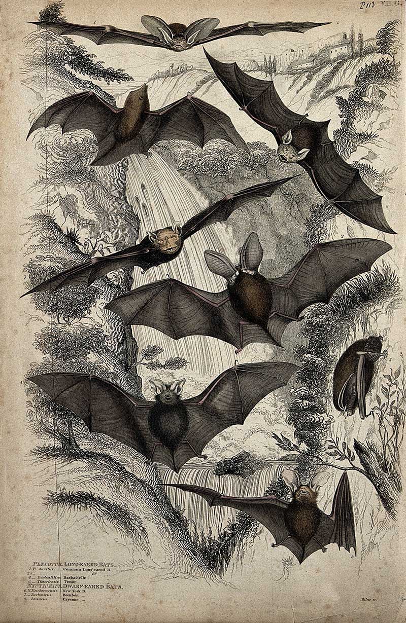 Eight different specimen of bats shown with spread and folde