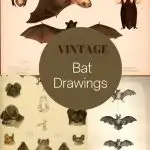Free vintage bat images