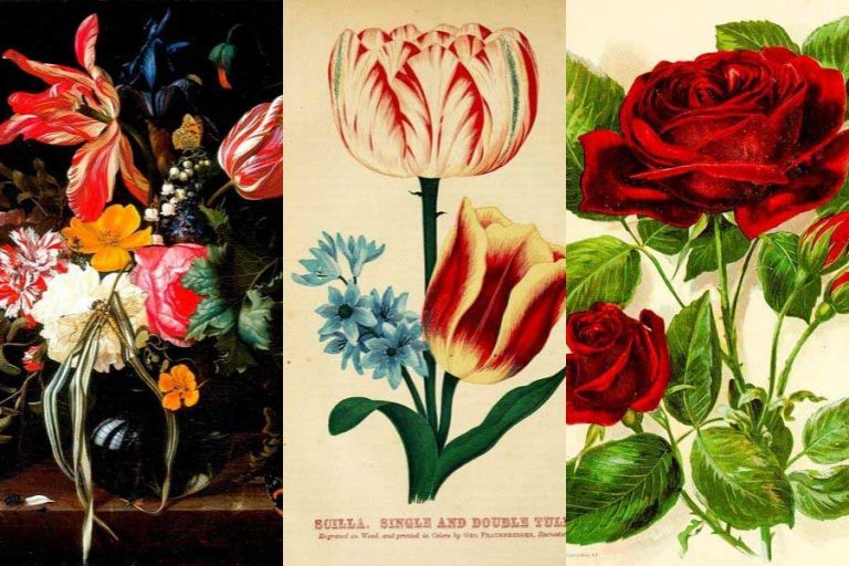 An Amazing Collection Of Free Vintage Flower Illustrations