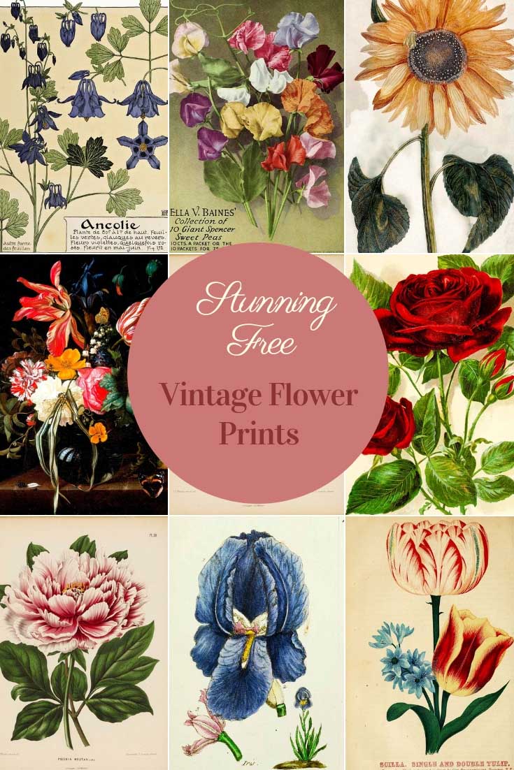 vintage flower illustrations