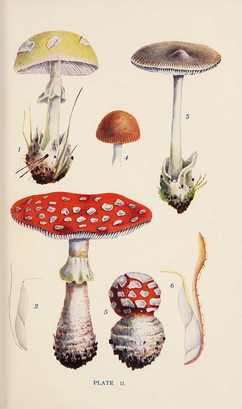 George Massee mushrooms including fly agaric