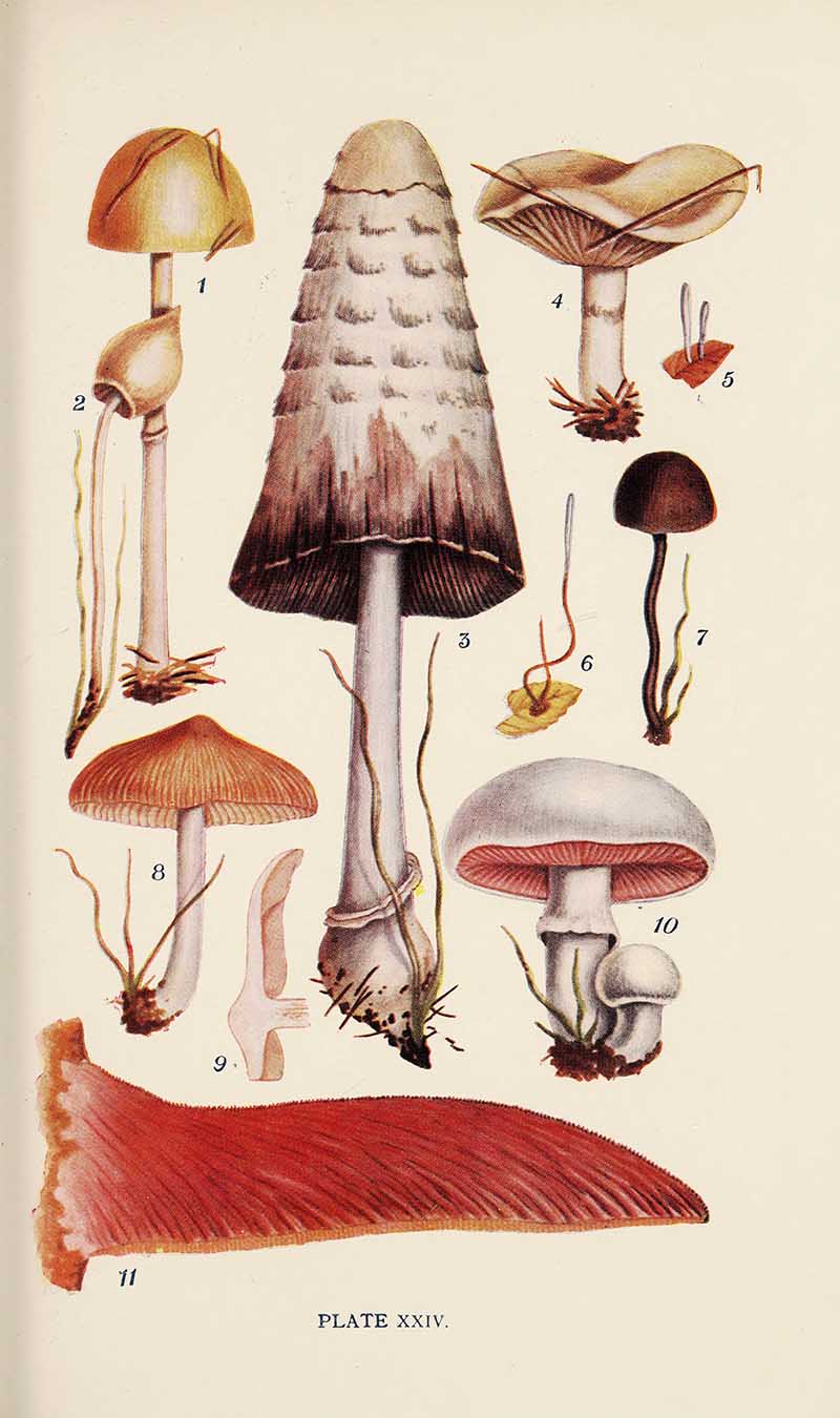 George Massee mushrooms