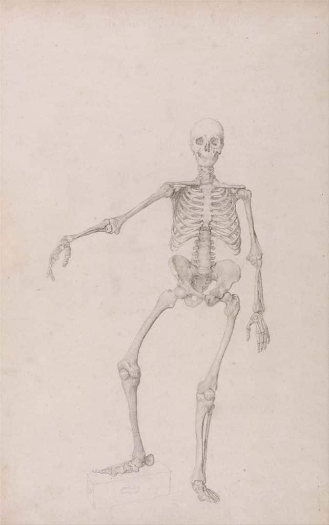 Skeleton Picture