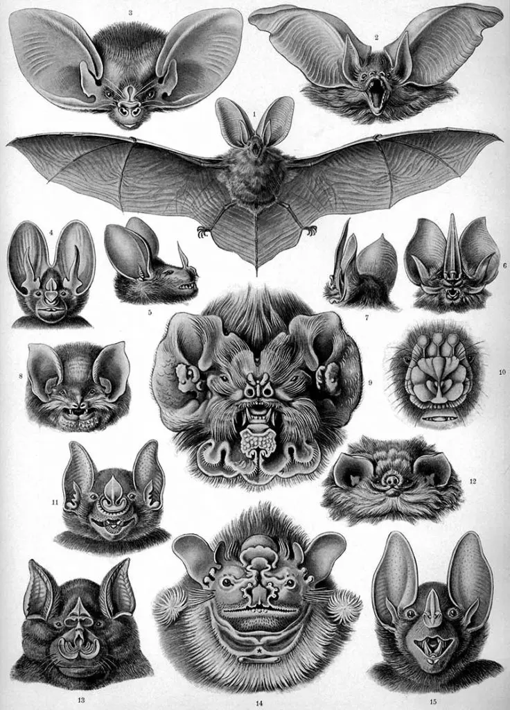 Ernst Haeckel Bat drawings