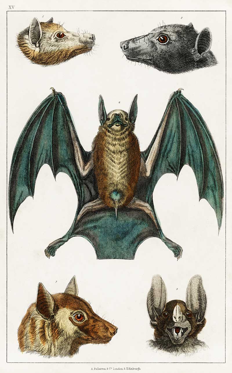 Collection of various bats from A history of the earth and animated nature (1820) by Oliver Goldsmith (1730-1774).  One bat and four heads