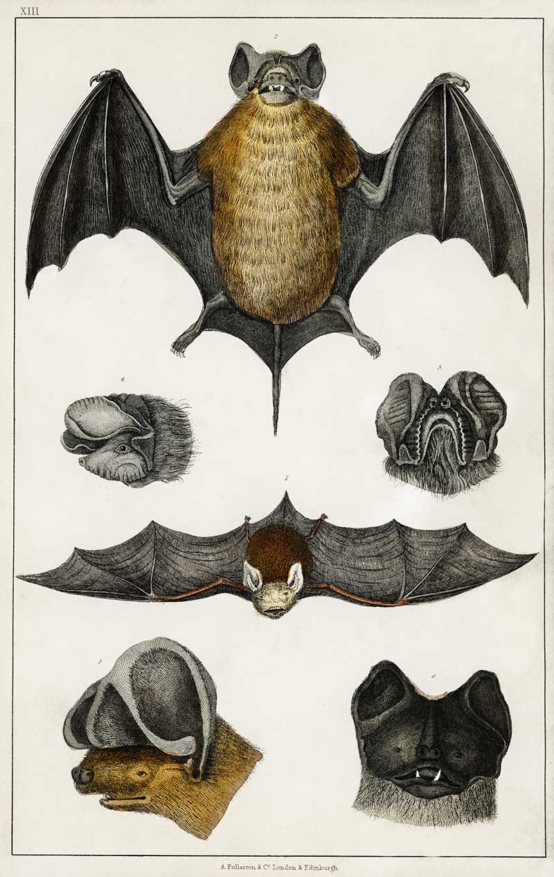 Collection of various Bats from A history of the earth and animated nature (1820) by Oliver Goldsmith (1730-1774). 