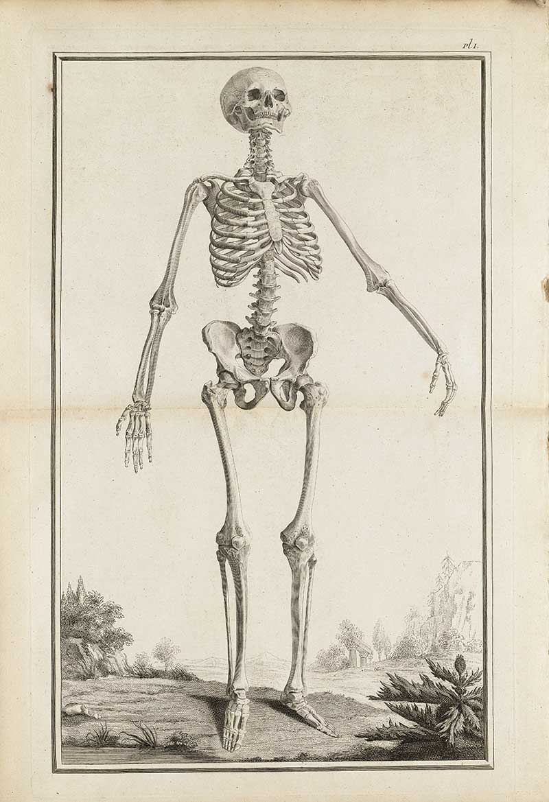 Human Skeleton 1788