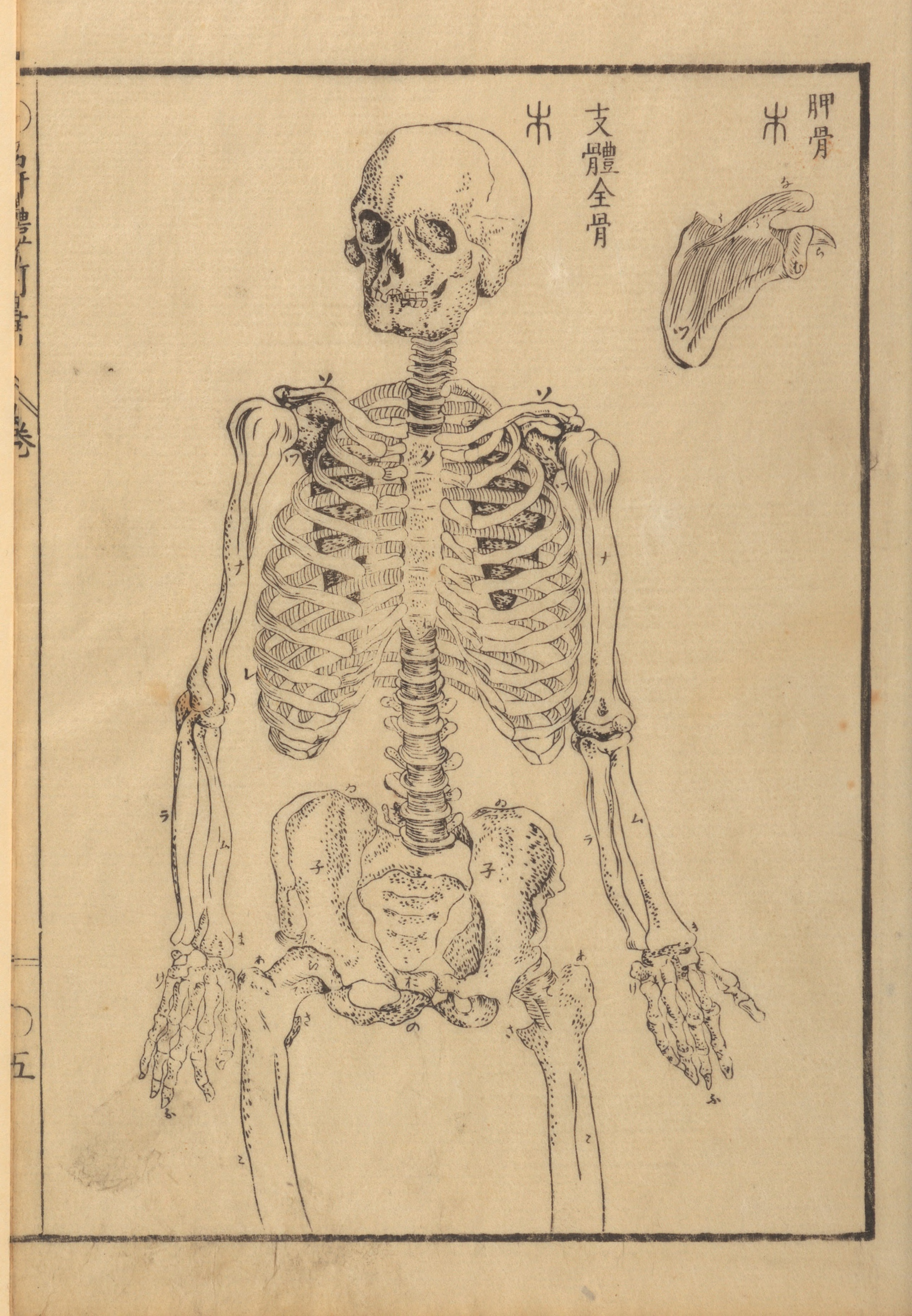 top half of a Japanese Skeleton from 1774