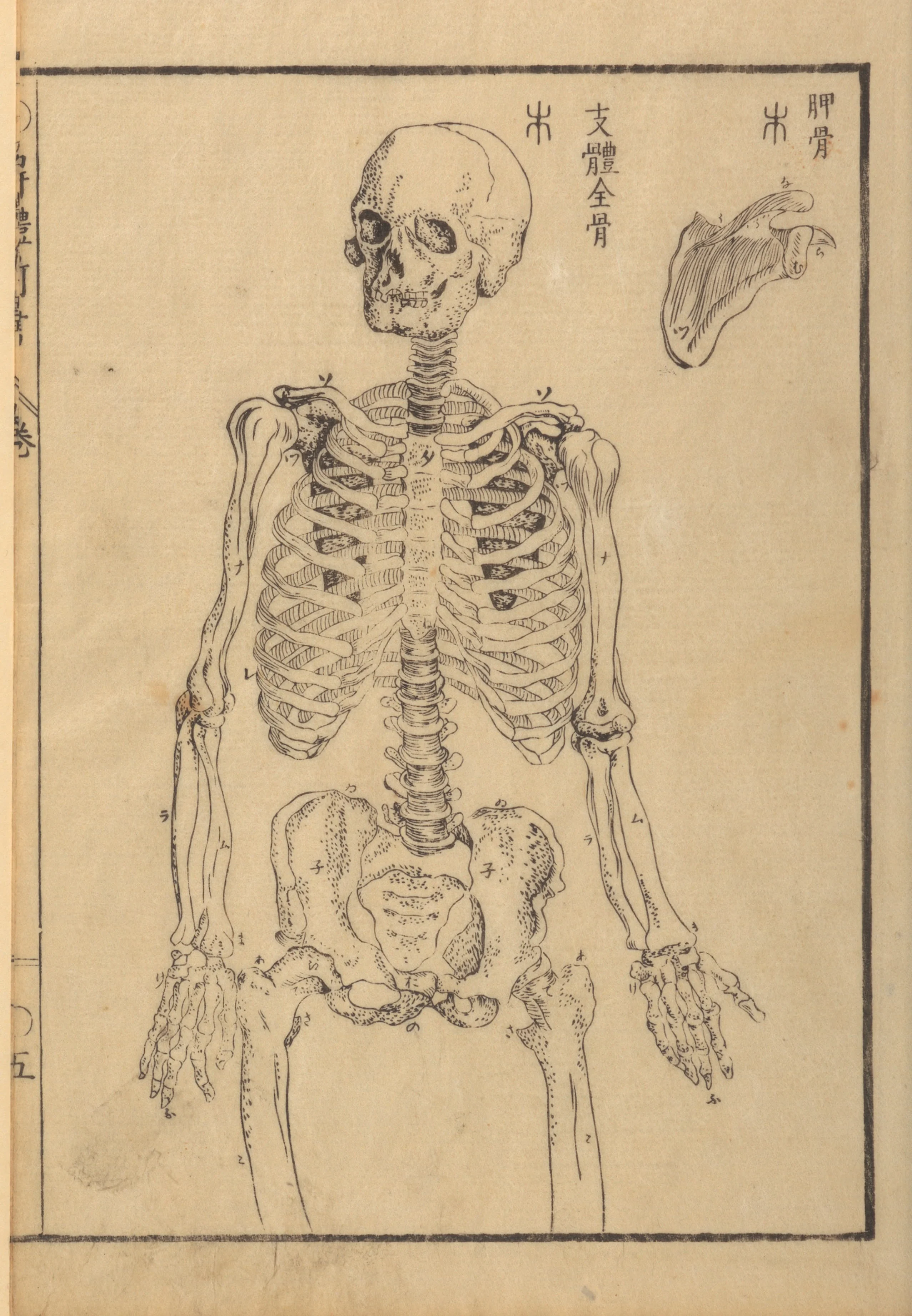 top half of a Japanese Skeleton from 1774