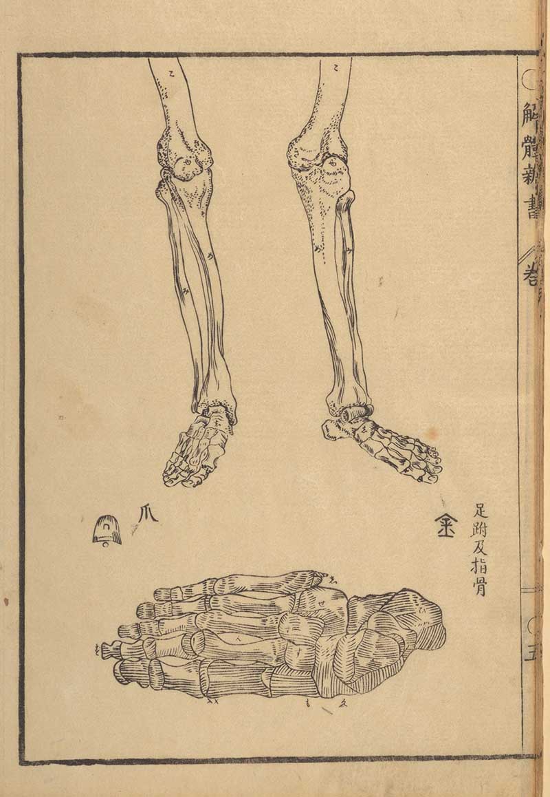 Japanese skeleton legs feet and hand 1774