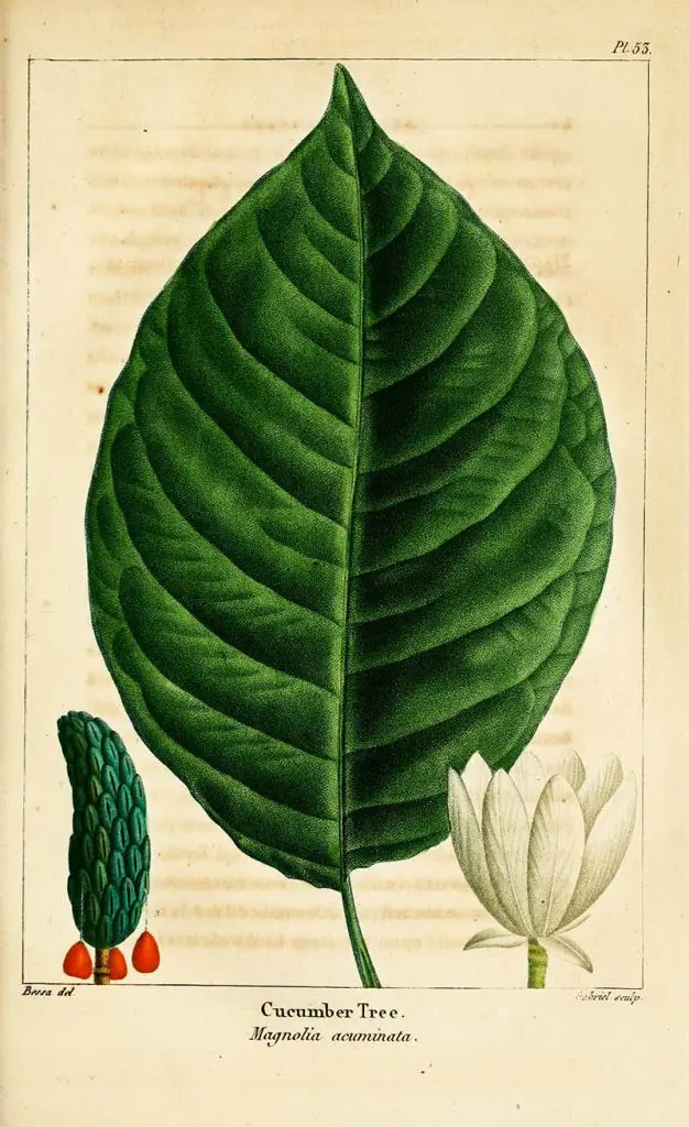 Leaf botanical of a cucumber magnolia tree