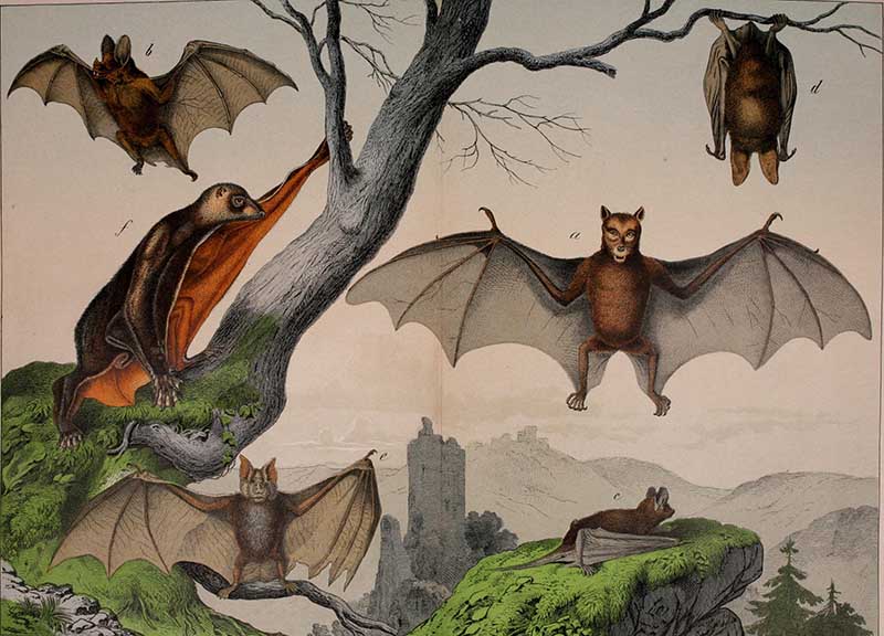 Group of different species of bats with castle in the background