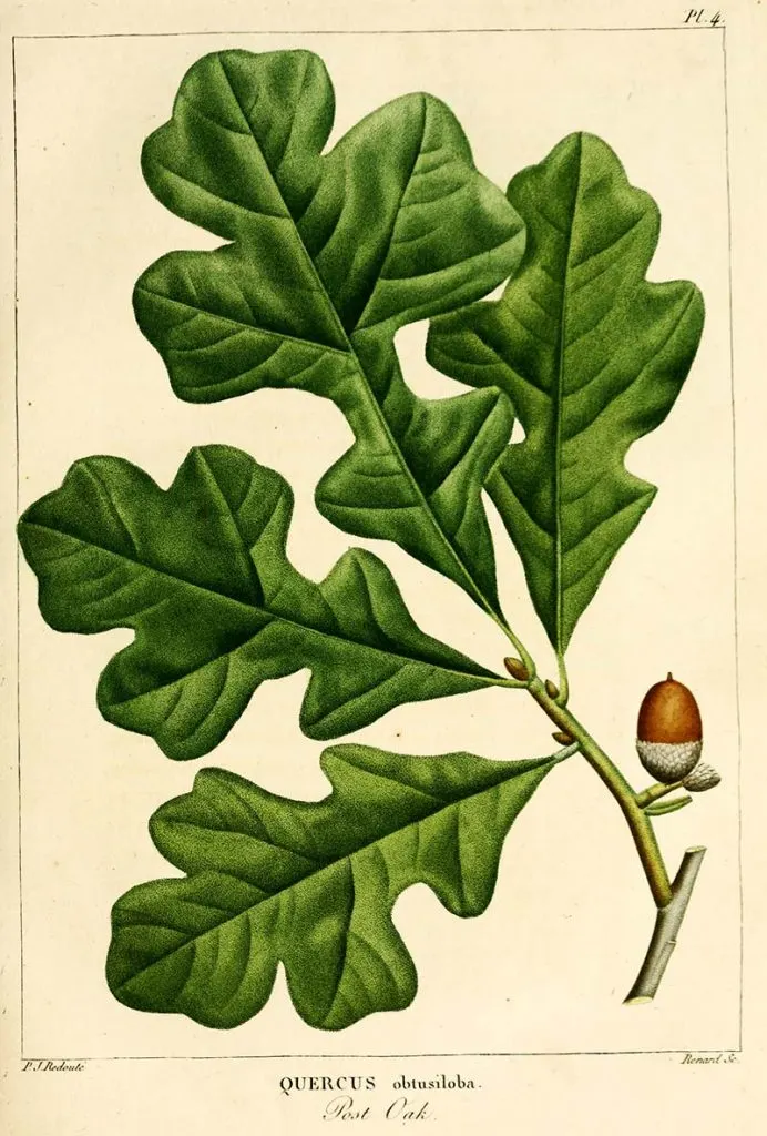 Post Oak Botanical leaf print