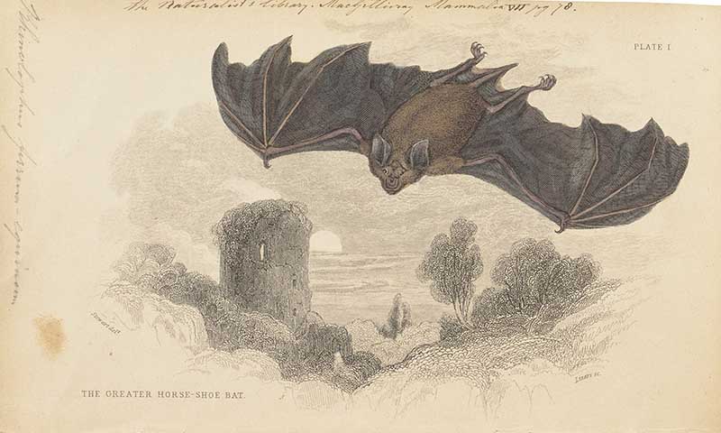 Greater horseshoe bat in flight