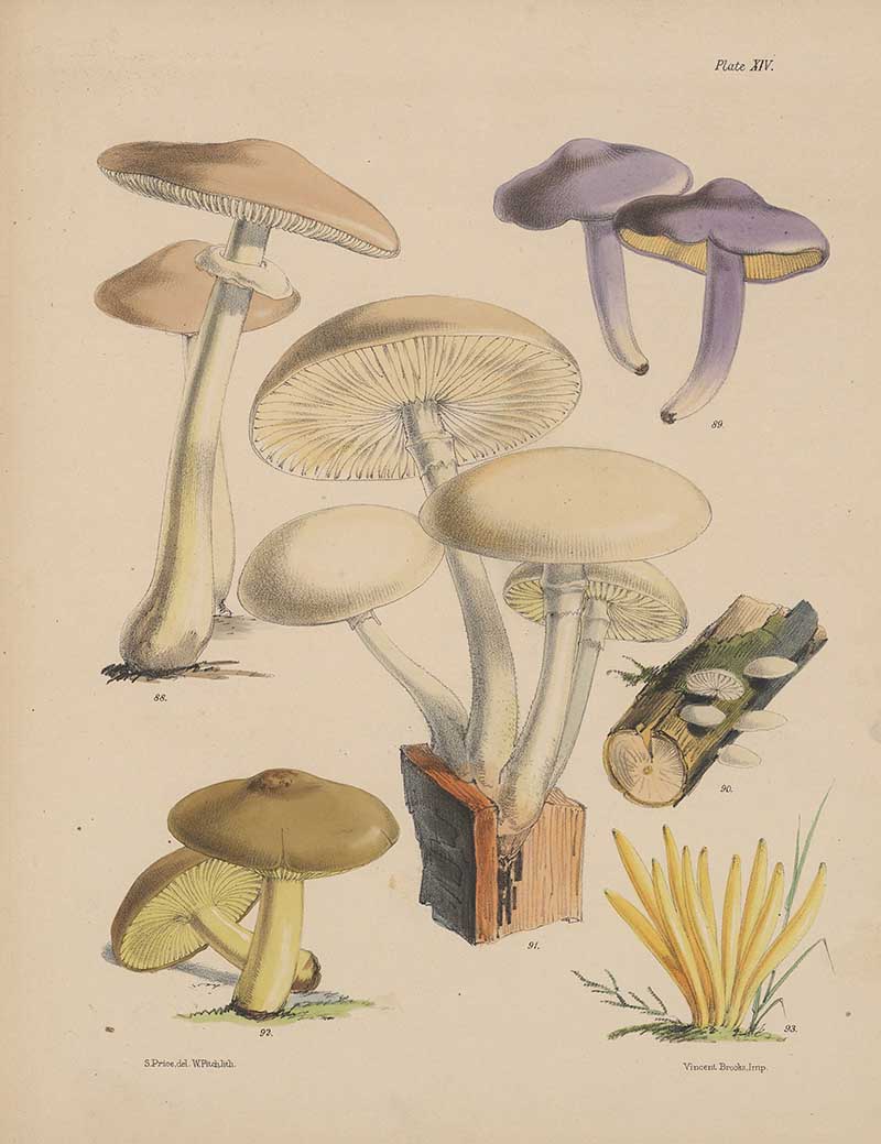 Sarah Price Fungi 1 Illustrations of the fungi of our fields and woods : drawn from natural specimens
by Price, Sarah