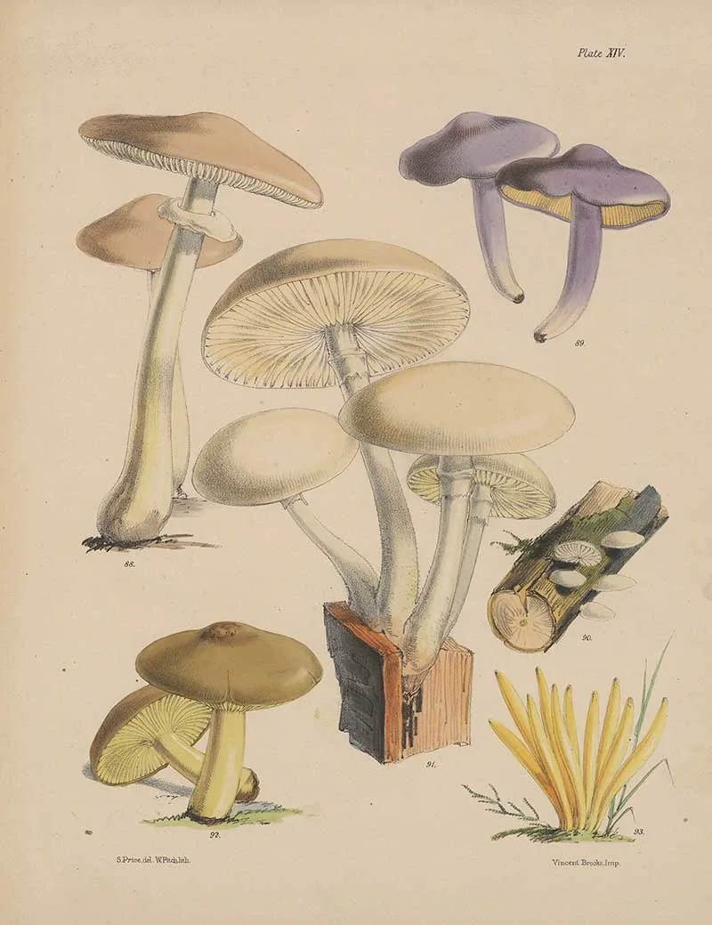 Sarah Price Fungi 1 Illustrations of the fungi of our fields and woods : drawn from natural specimens
by Price, Sarah