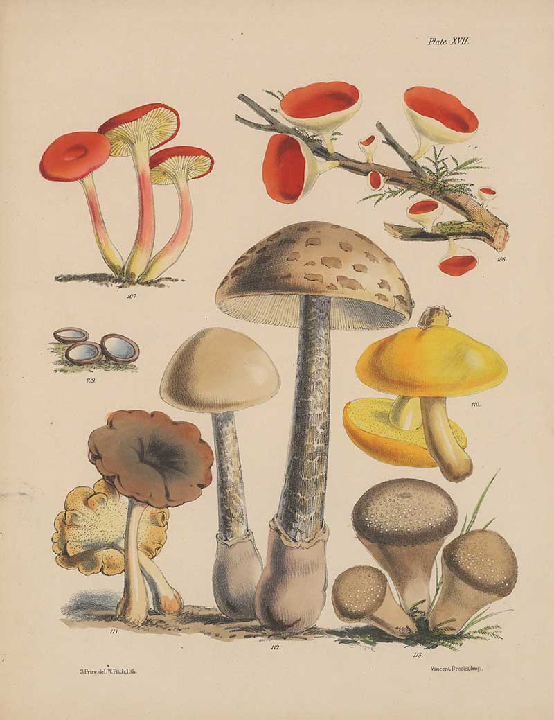 Sarah Price Fungi 1 Illustrations of the fungi of our fields and woods : drawn from natural specimens by Price, Sarah