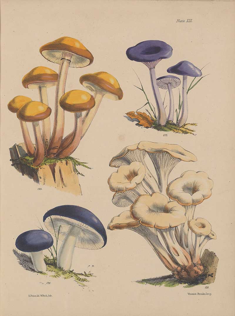 Sarah Price Fungi 1 Illustrations of the fungi of our fields and woods : drawn from natural specimens by Price, Sarah