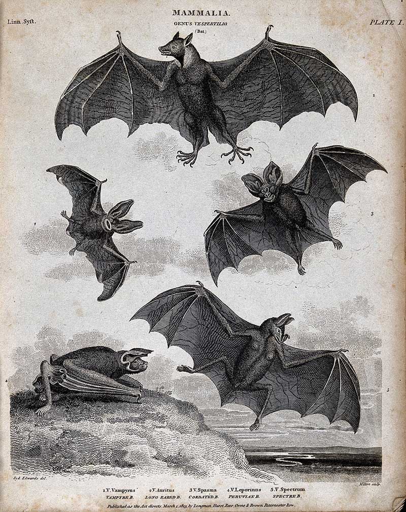 Six nocturnal bats