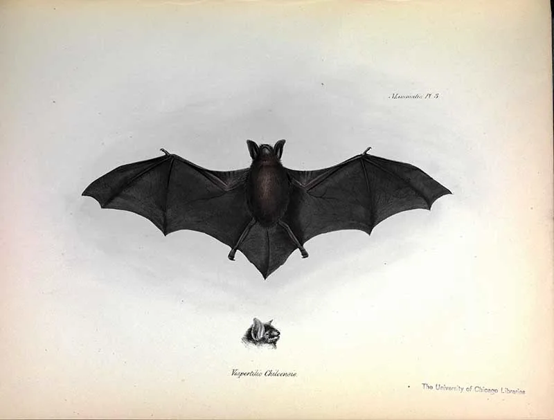 Darwin bat drawing
