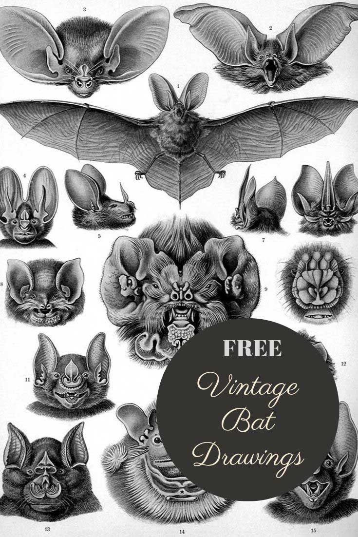 Vintage bat drawings pin2