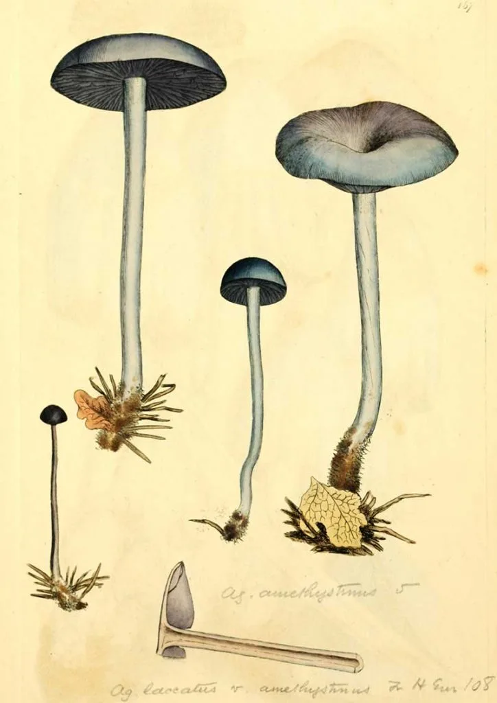 Amethyst deceiver mushroom