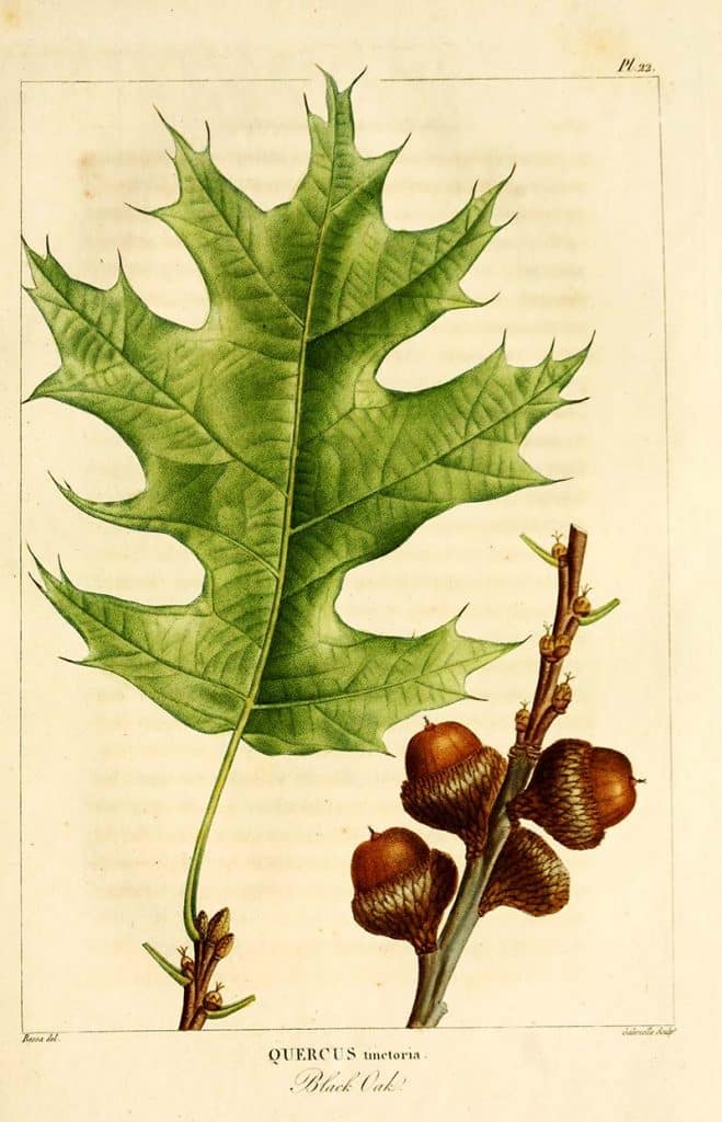black oak leaf botanical illustration