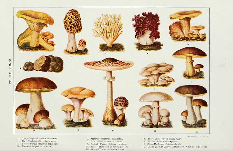 Edible fungi print