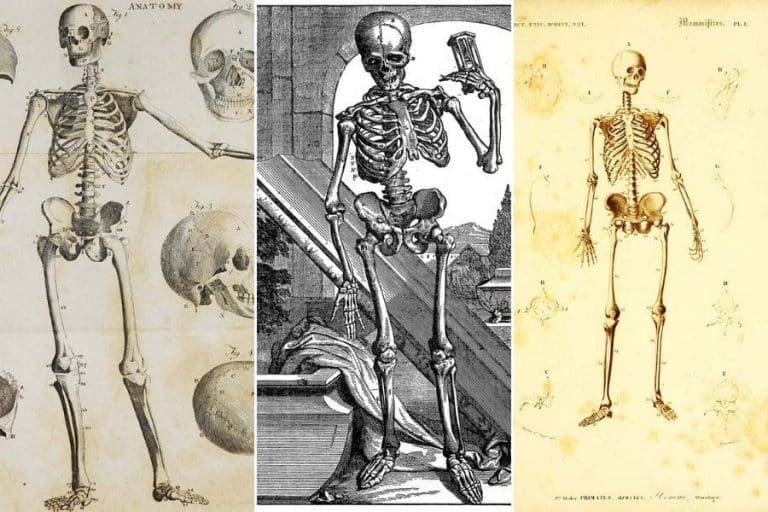 Free Skeleton Prints for Art, Anatomy & Halloween