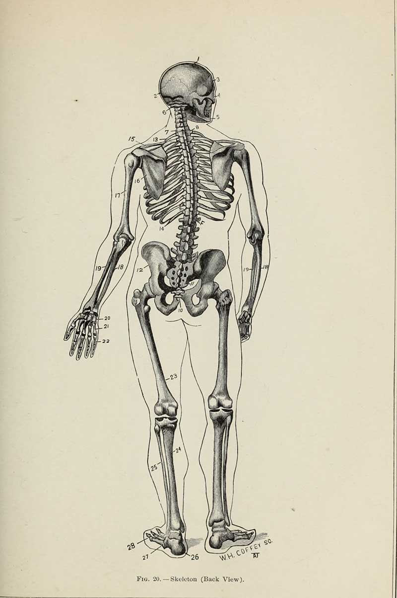 Back view of a human skelton from Gately's Universal Educator 1883
