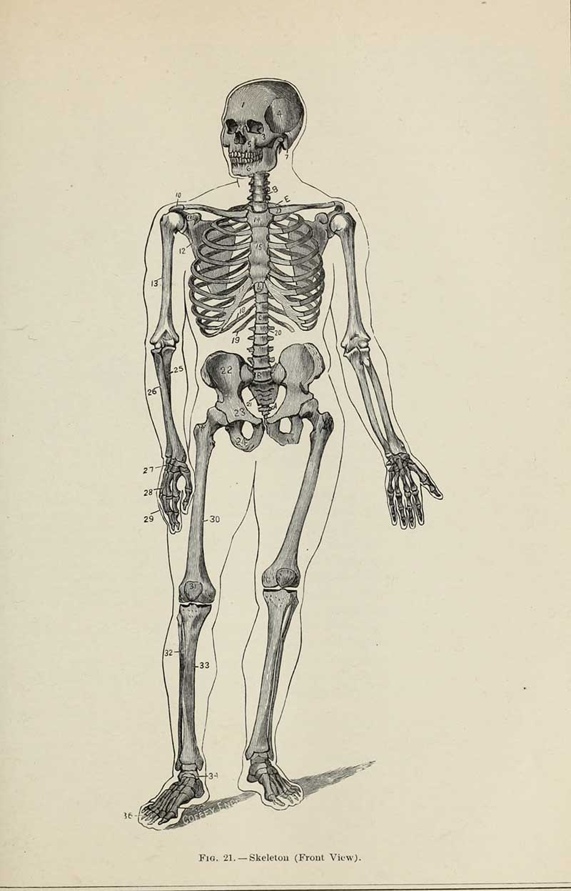 Front view of a human skelton from Gately's Universal Educator 1883