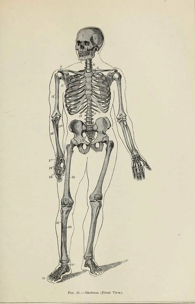 Front view of a human skelton from Gately's Universal Educator 1883