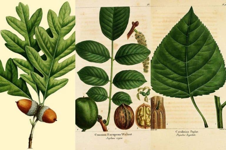 Wonderful Antique Botanical Leaf Prints From The Forest