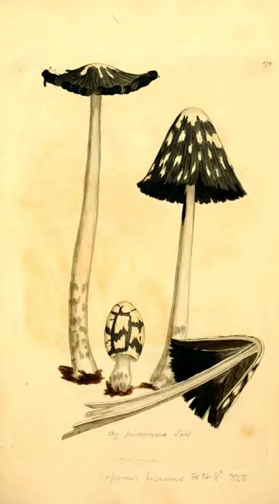 Magpie fungus
