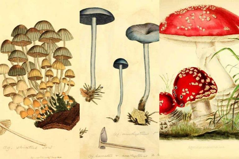 21 Free Mushroom Charts And Mushroom Illustrations To Print
