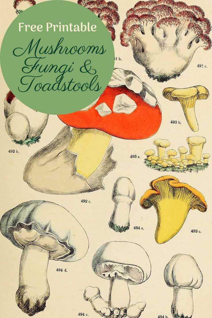 15 Free Mushroom Charts And Mushroom Illustrations To Print - Picture Box Blue