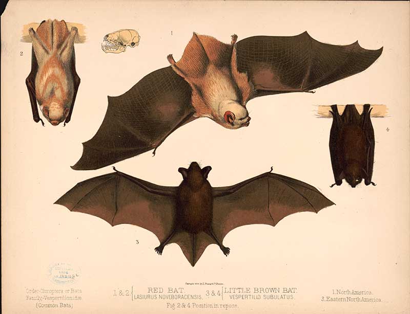 North American bats