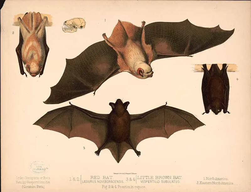 North American bats