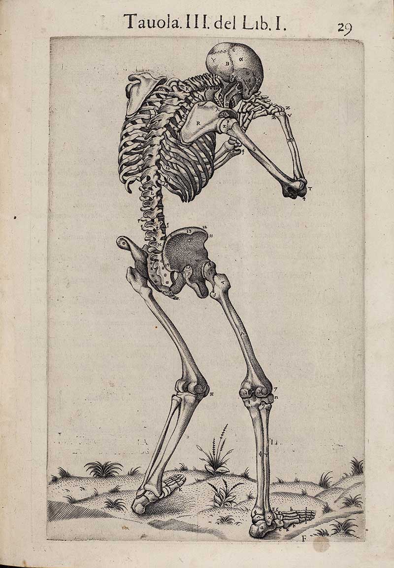 Valverde skeleton illustration with bent back