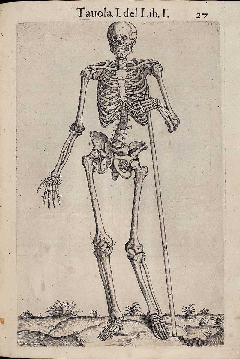 Valverde Skeleton illustration with stick 1560