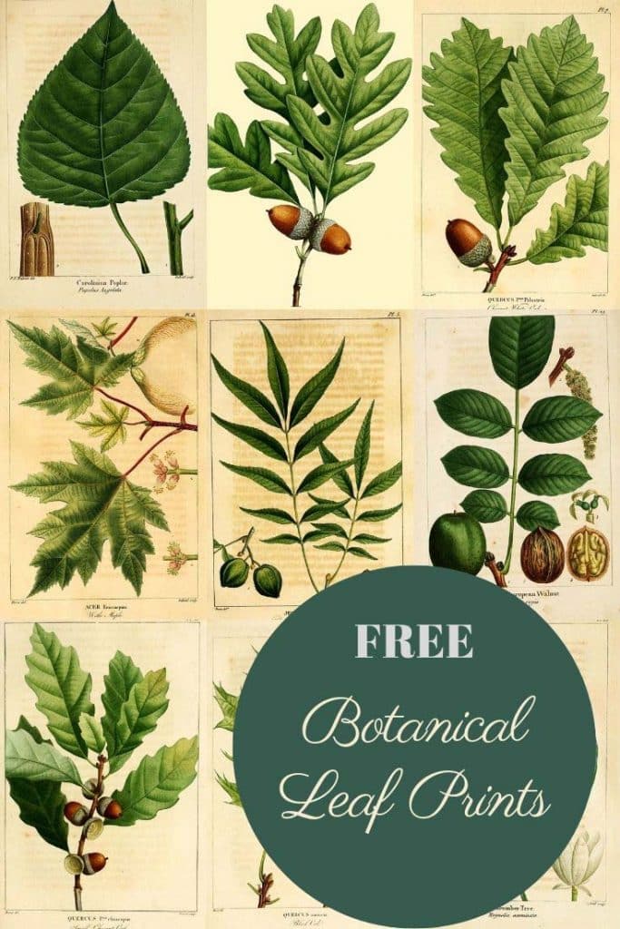botanical leaf prints