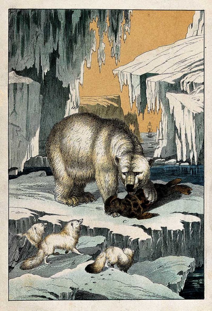 Polar bear devouring a seal