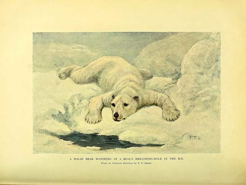 Lying in wait at a ice hole