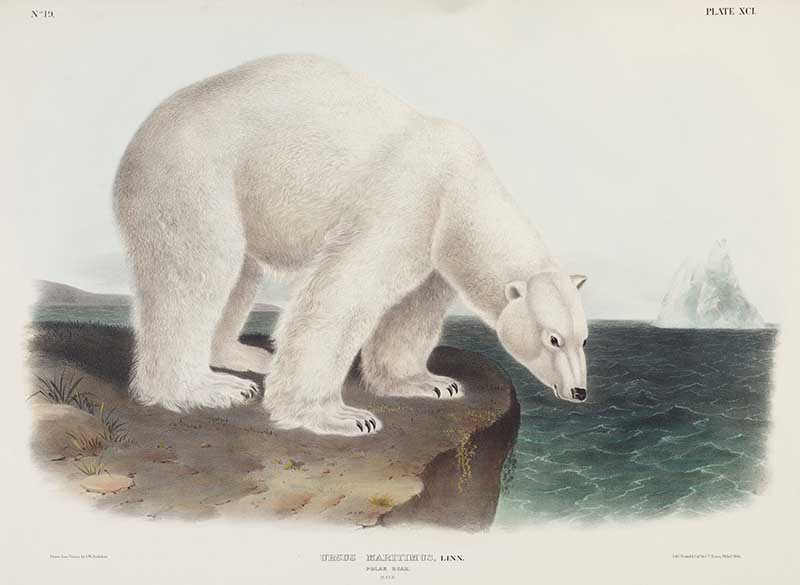 John James Audubon Polar Bear