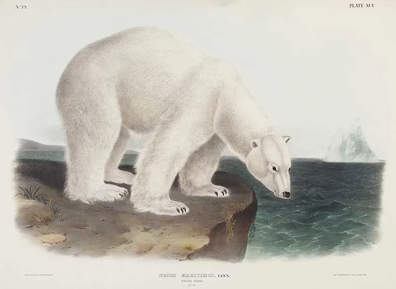 John James Audubon Polar Bear