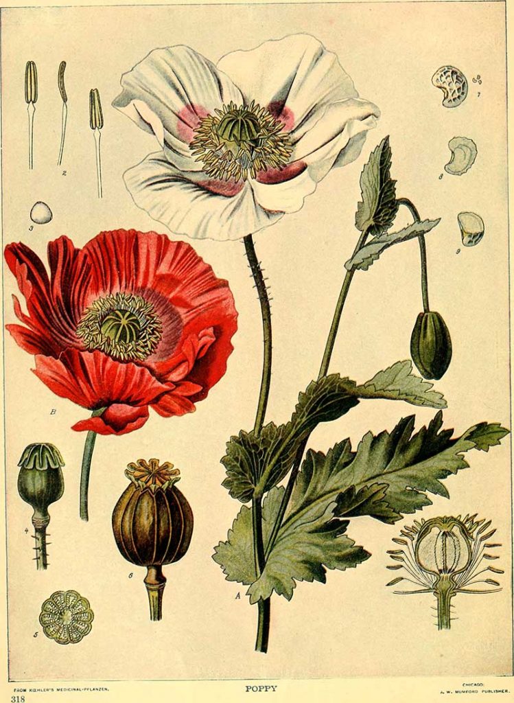vintage pictures of poppies to download