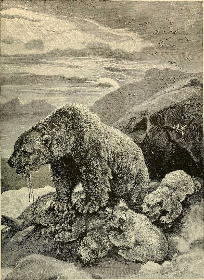 feeding mother bear and polar bear cubs