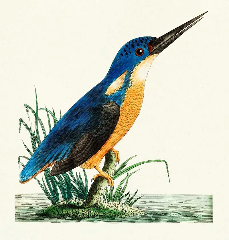 vintage bird naturalist prints