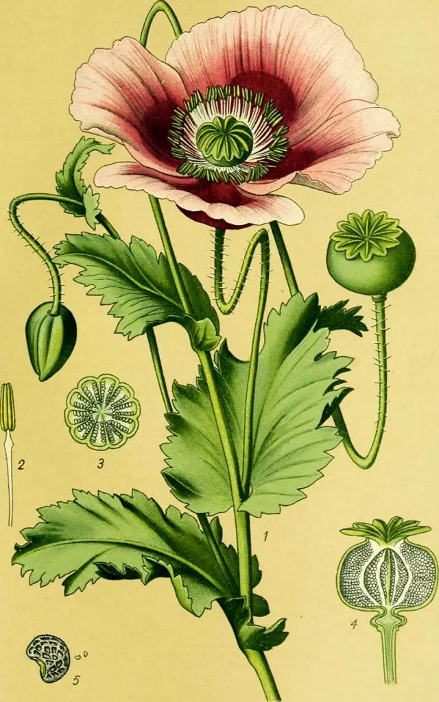 opium poppy