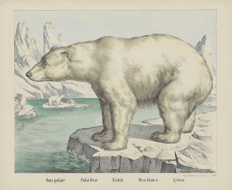 Vintage polar bear on ice berg